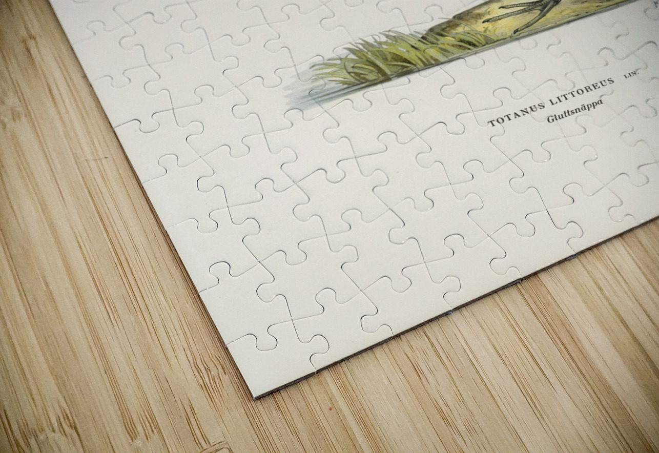 Greenshank Totanus Littoreus IStockHistory com Puzzle