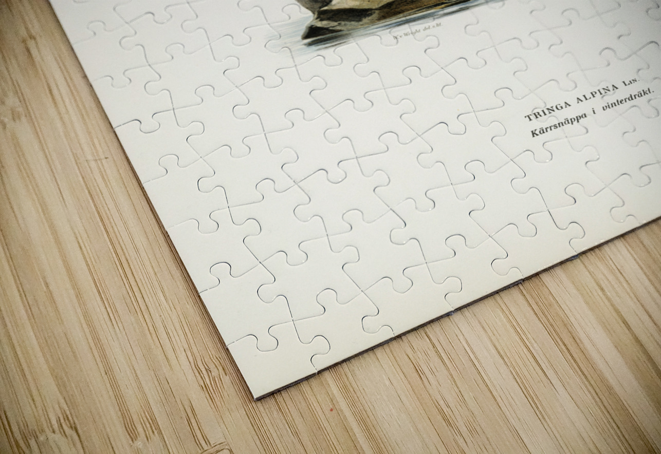 Dunlin Tringa Alpina IStockHistory com Puzzle