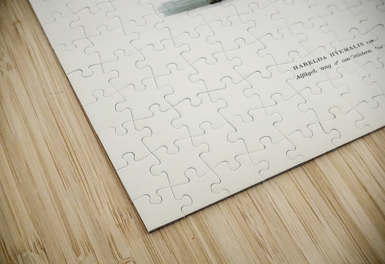 Harelda Hyemalis IStockHistory com Puzzle
