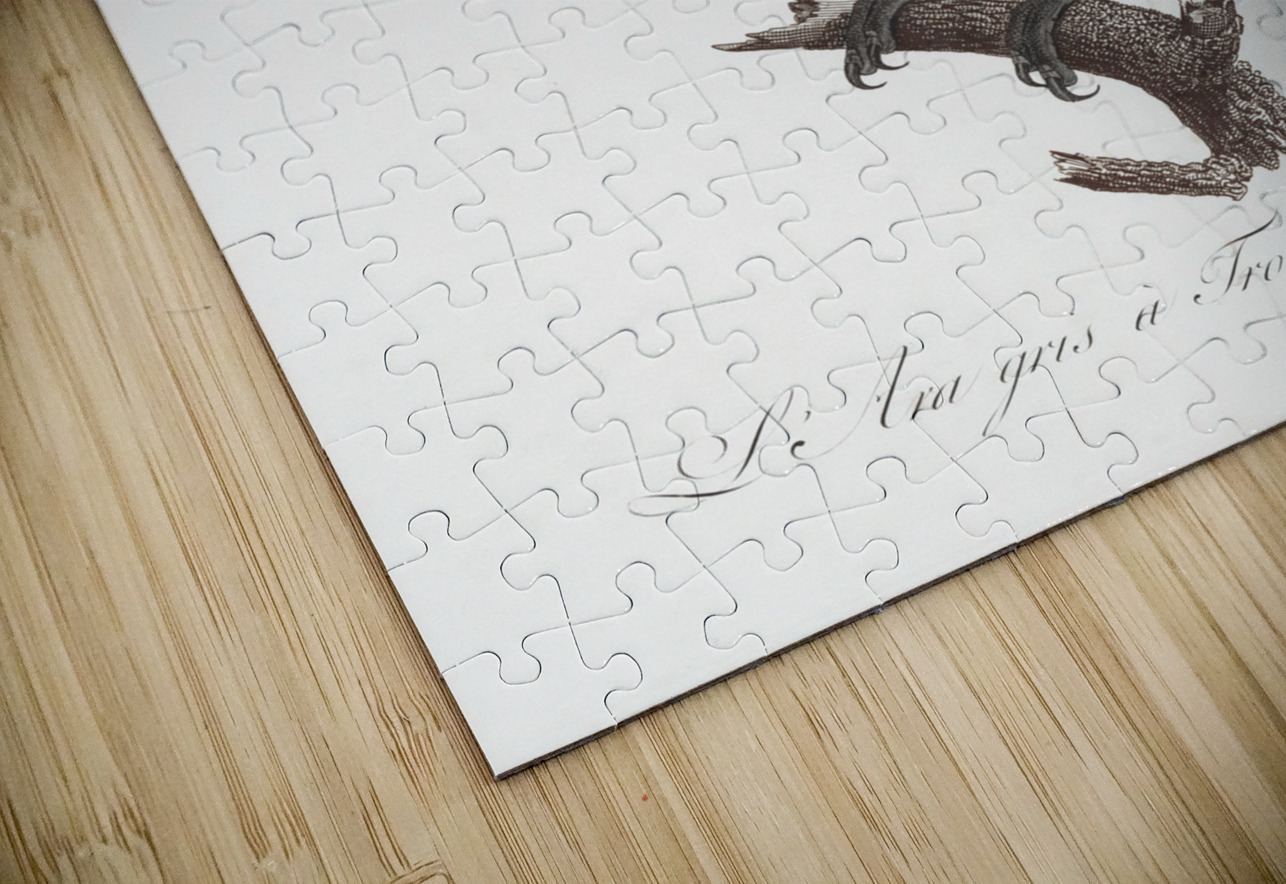 Goliath cockatoo  IStockHistory com Puzzle