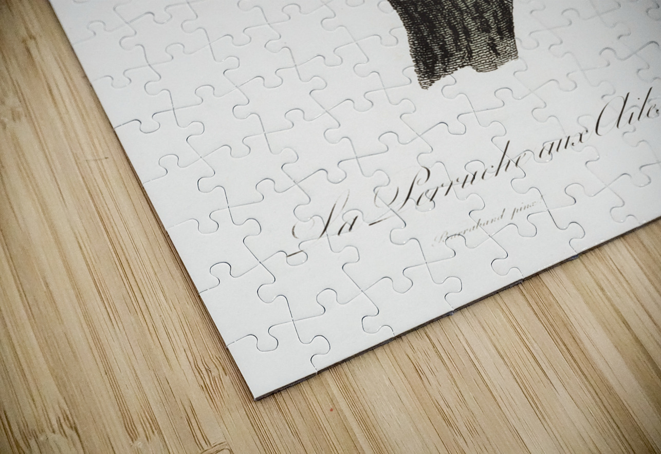 Yellow-crowned parakeet  IStockHistory com Puzzle