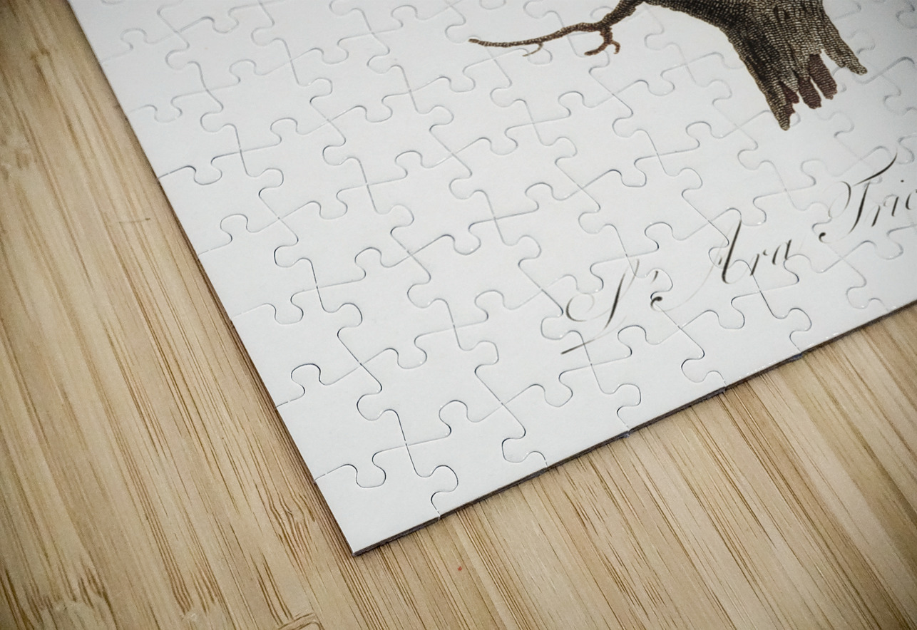 Cuban red macaw  IStockHistory com Puzzle