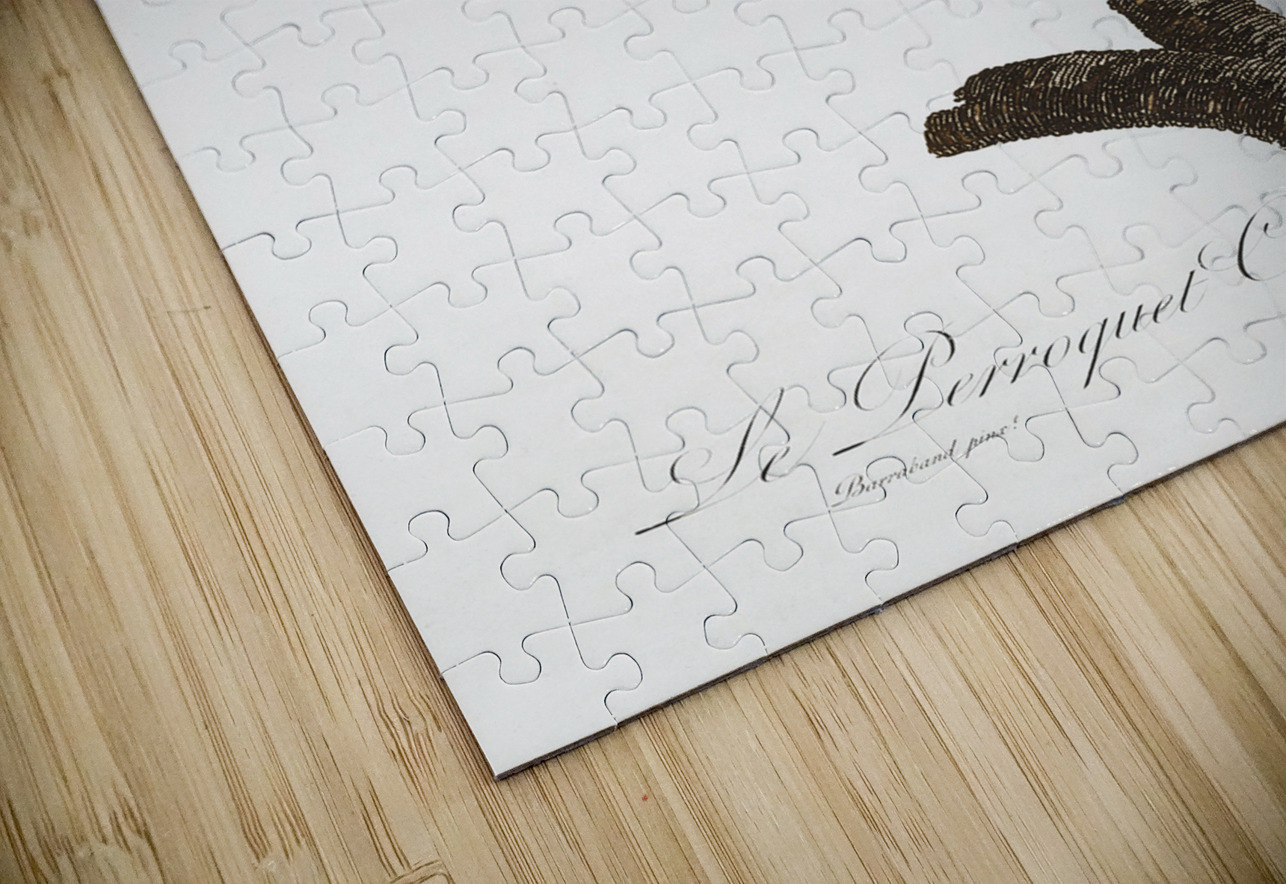 Caica parrot  IStockHistory com Puzzle