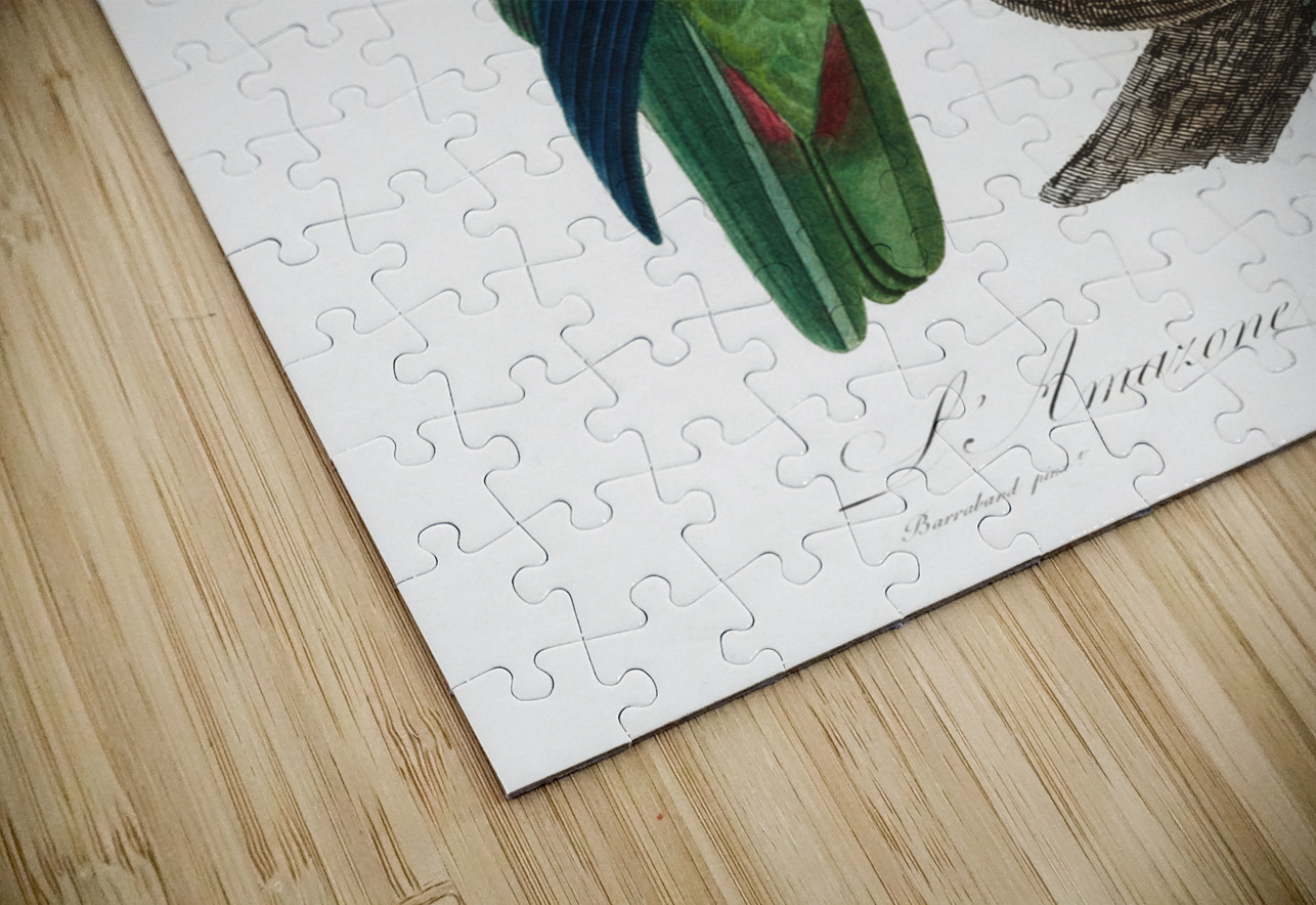 Turquoise-fronted parrot  IStockHistory com Puzzle