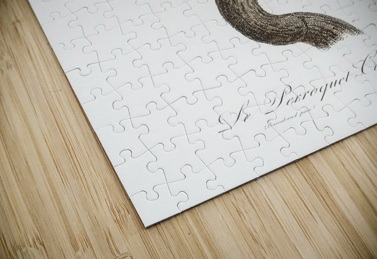 Congo grey parrot  IStockHistory com Puzzle