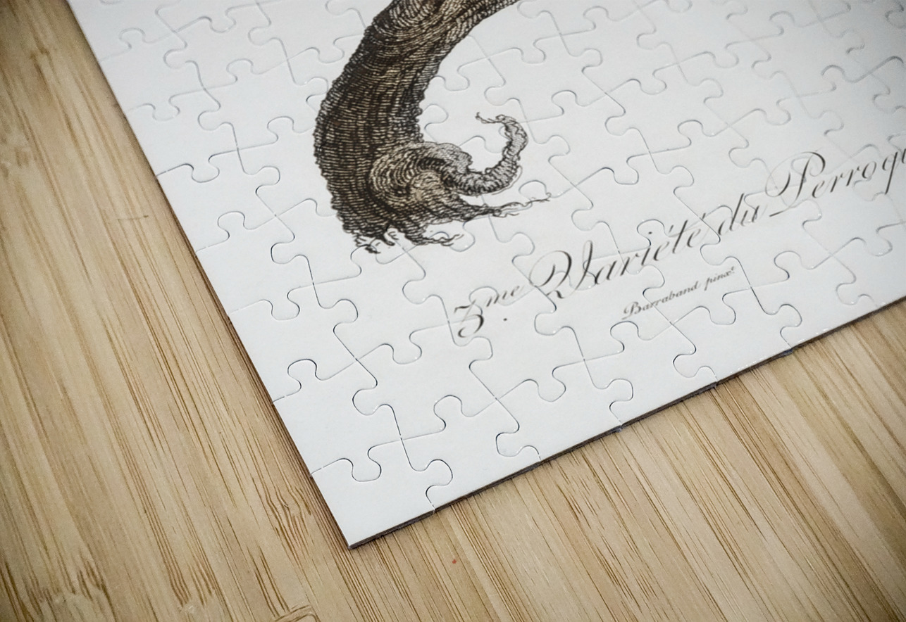 African grey parrot  IStockHistory com Puzzle