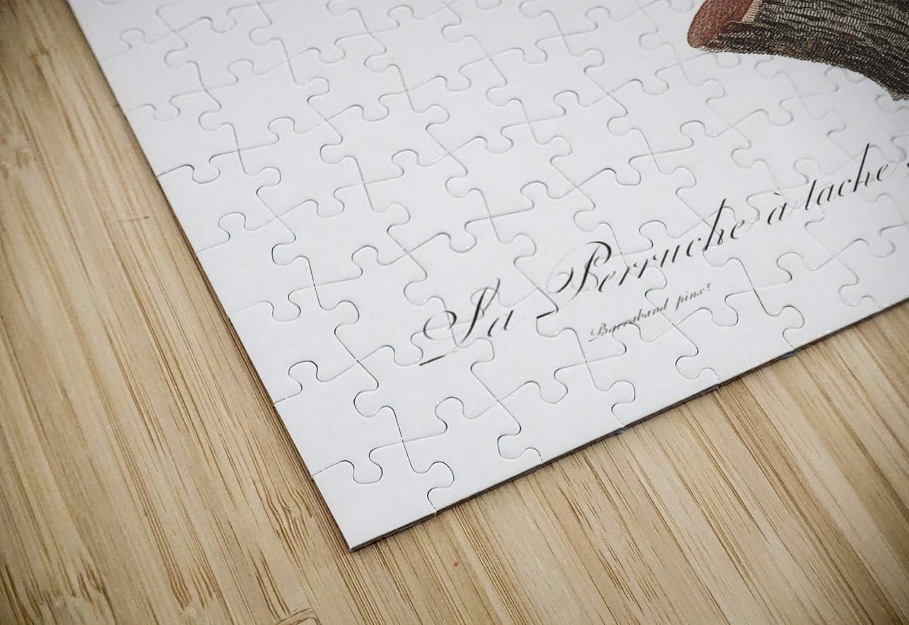 Sumba lorikeet  IStockHistory com Puzzle