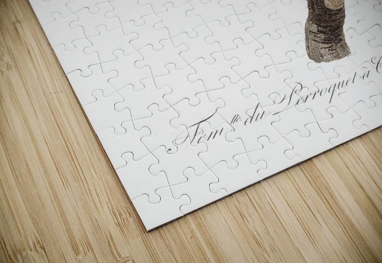 Bronze-winged parrot  IStockHistory com Puzzle