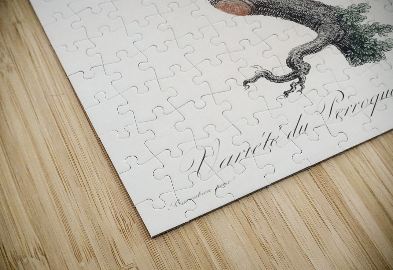 Rare yellow senegal parrot  IStockHistory com Puzzle