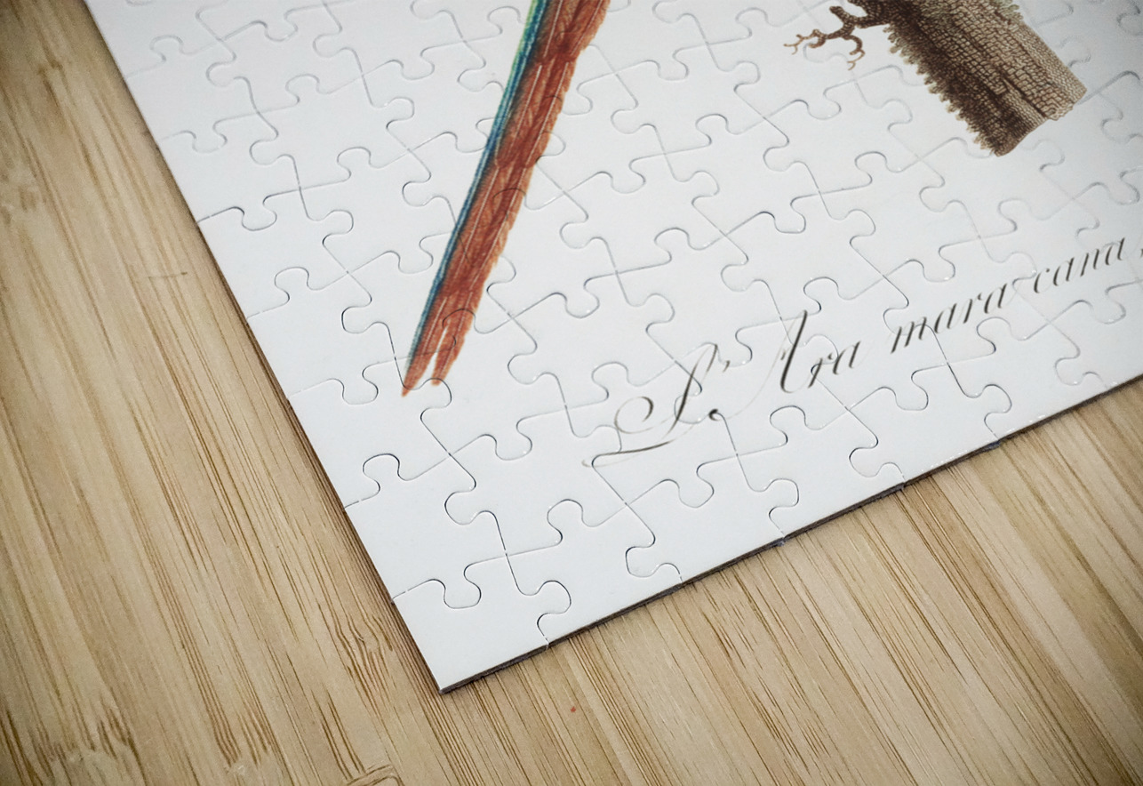 Illigers macaw  IStockHistory com Puzzle