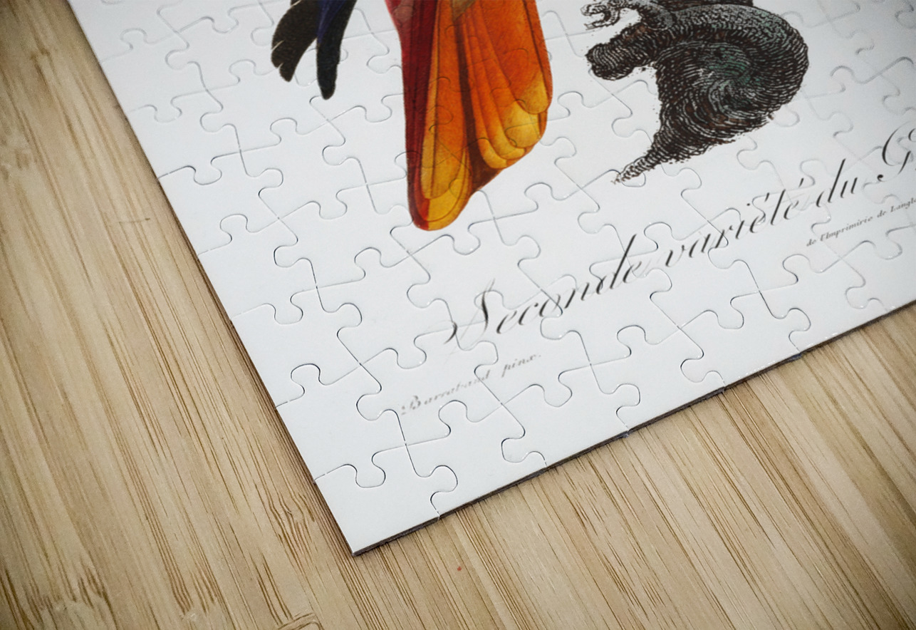 Eclectus parrot  IStockHistory com Puzzle