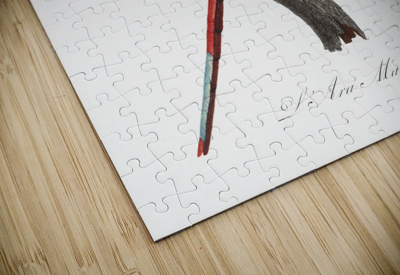 Scarlet macao  IStockHistory com Puzzle