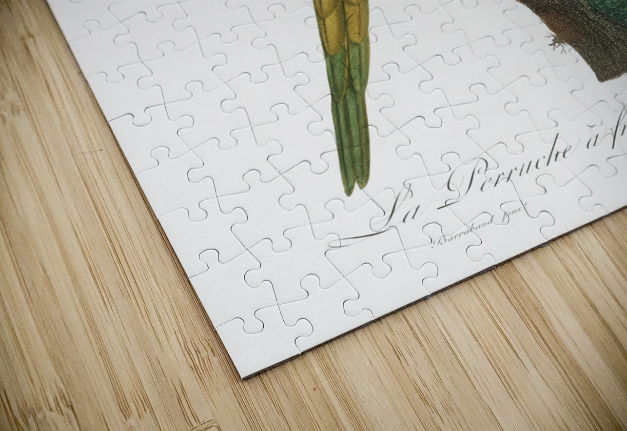 Red-fronted parakeet  IStockHistory com Puzzle