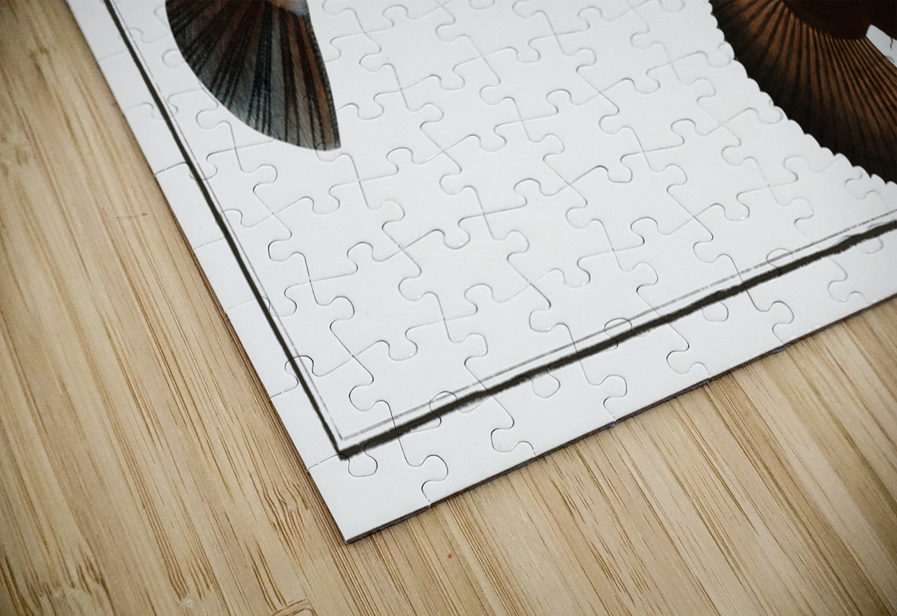 Sea Devil Lophius Piscatorius IStockHistory com Puzzle