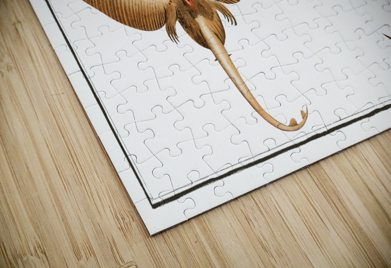 Skate Raja Batis IStockHistory com Puzzle