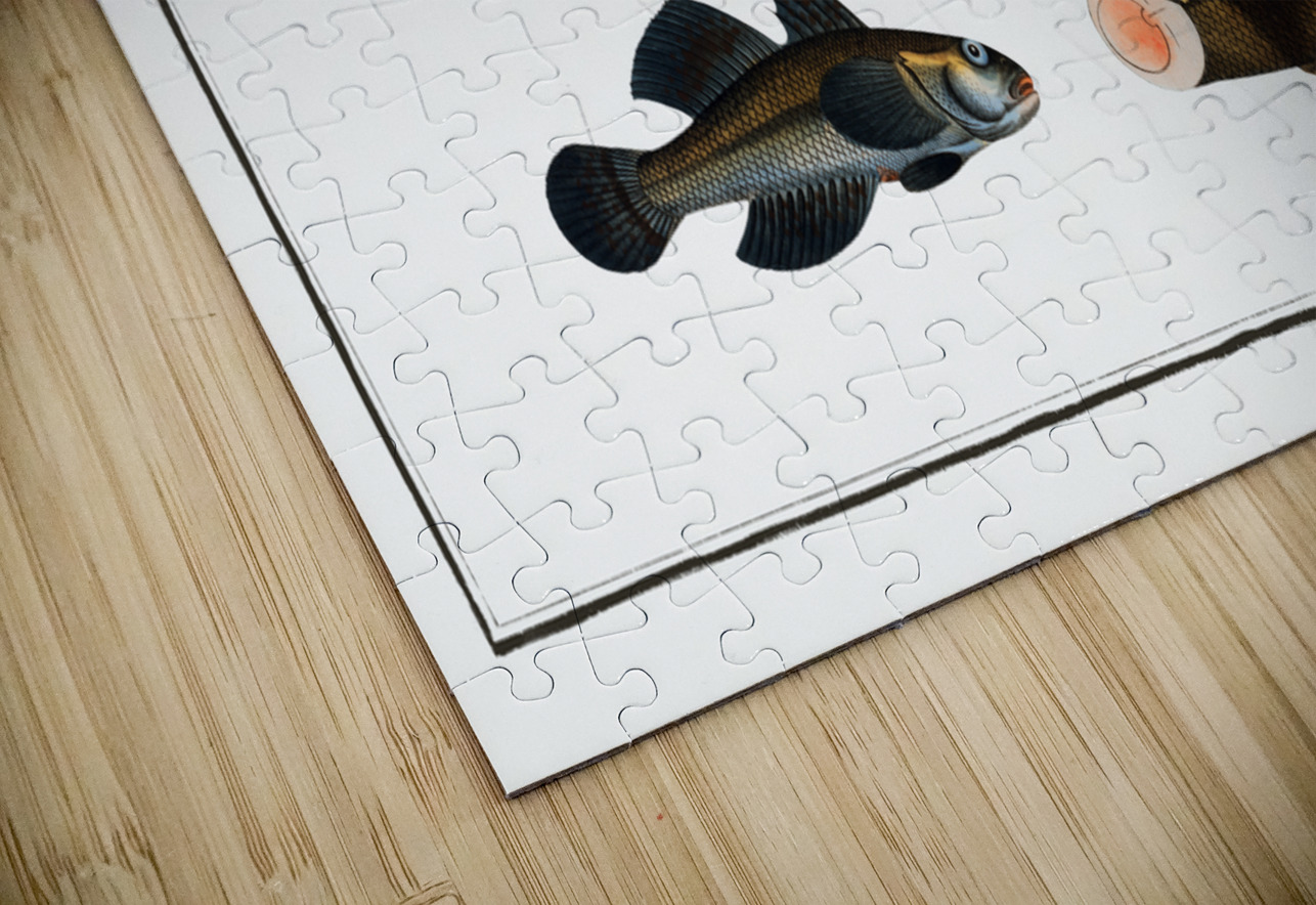 1. 2. Rough Perch Perca Asper 3. Blue Goby Gobius Jozo IStockHistory com Puzzle