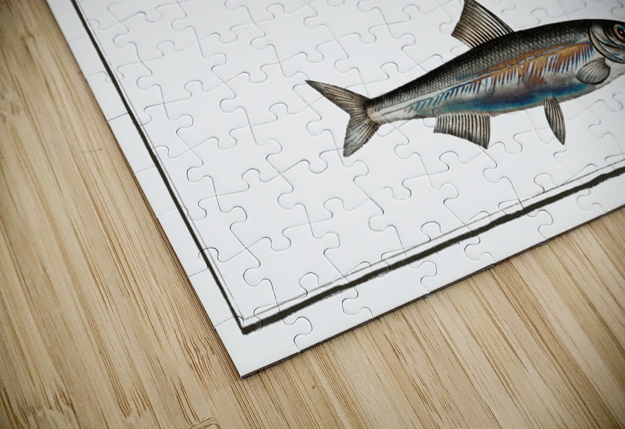 1. Schad Clupea Alosa 2. Anchovy Clupea Encrasicolus IStockHistory com Puzzle