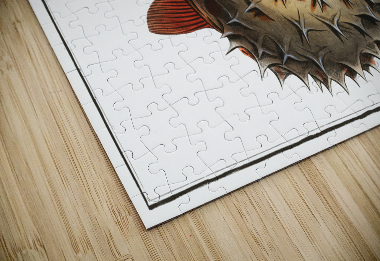 Prickly Bottlefish Diodon orbicularis IStockHistory com Puzzle