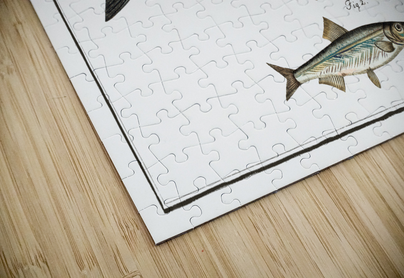 1. Herring Clupea Harengus 2. Sprat Clupea Sprattus IStockHistory com Puzzle