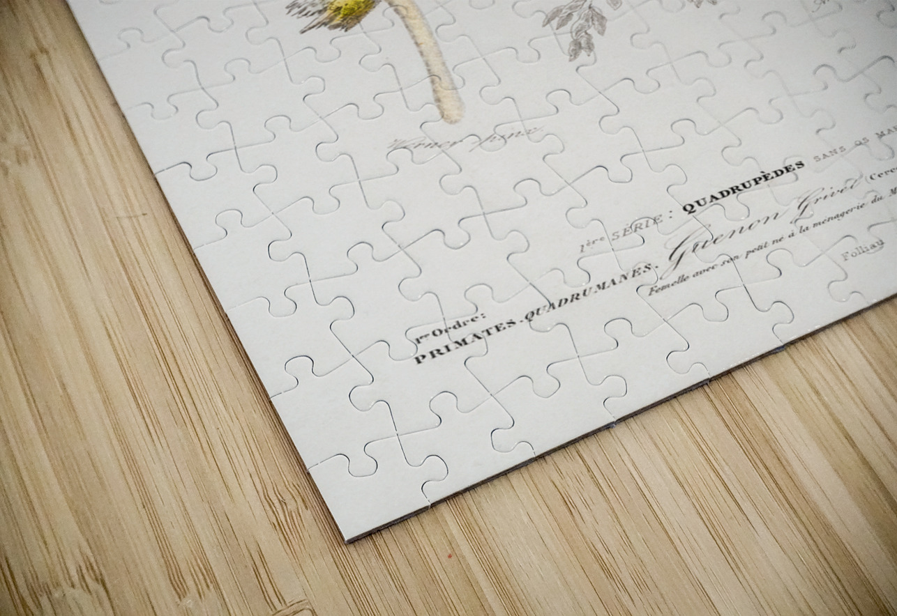 Cercopithecus griseus Guenon Grivet IStockHistory com Puzzle