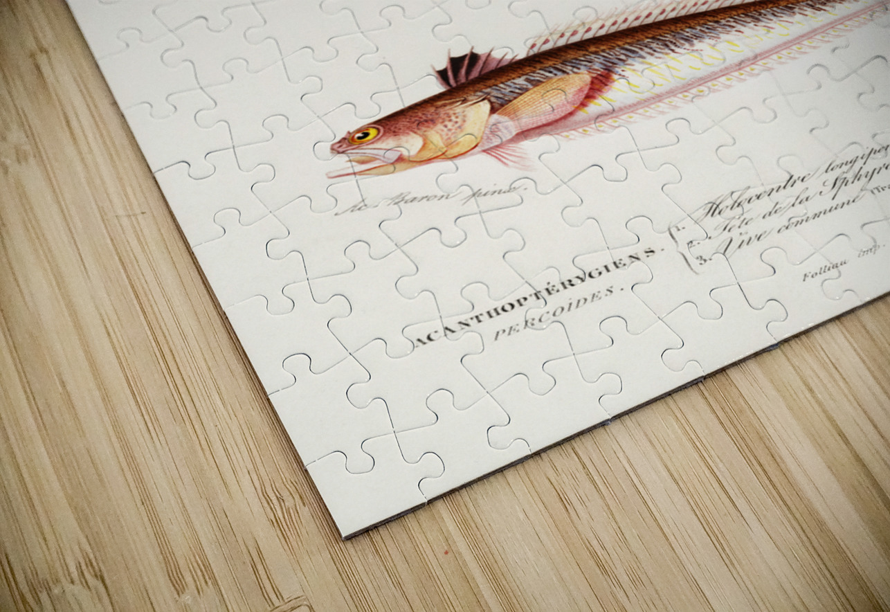 Different types of fishes IStockHistory com Puzzle