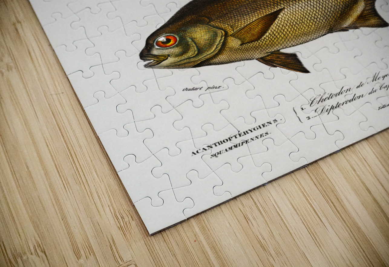 Different types of fishes IStockHistory com Puzzle