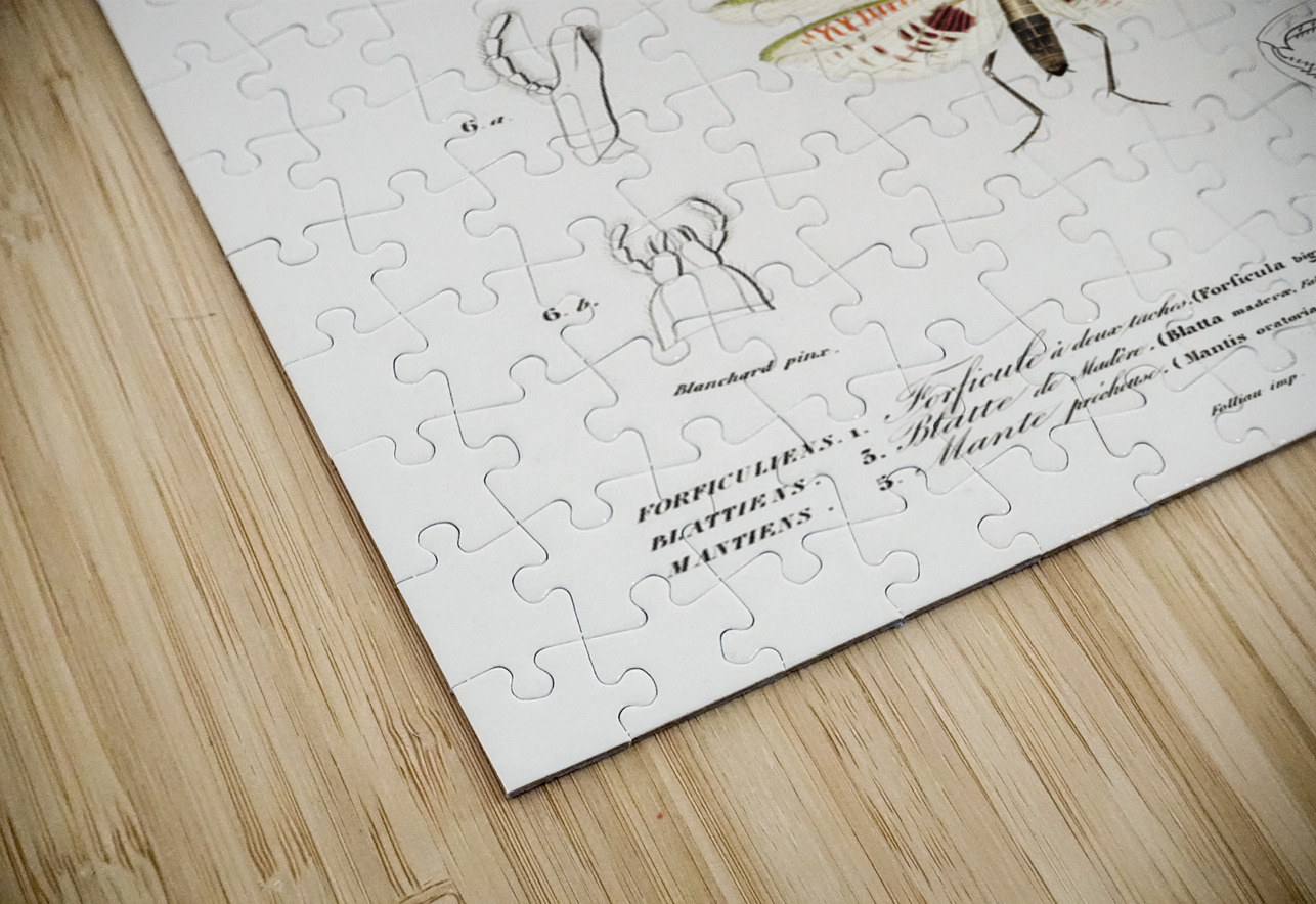 Different types of insects IStockHistory com Puzzle