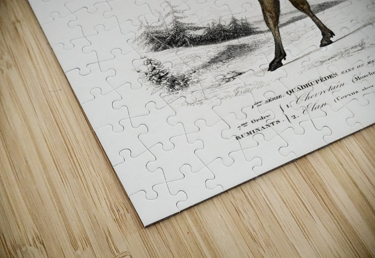 Different types of insects IStockHistory com Puzzle