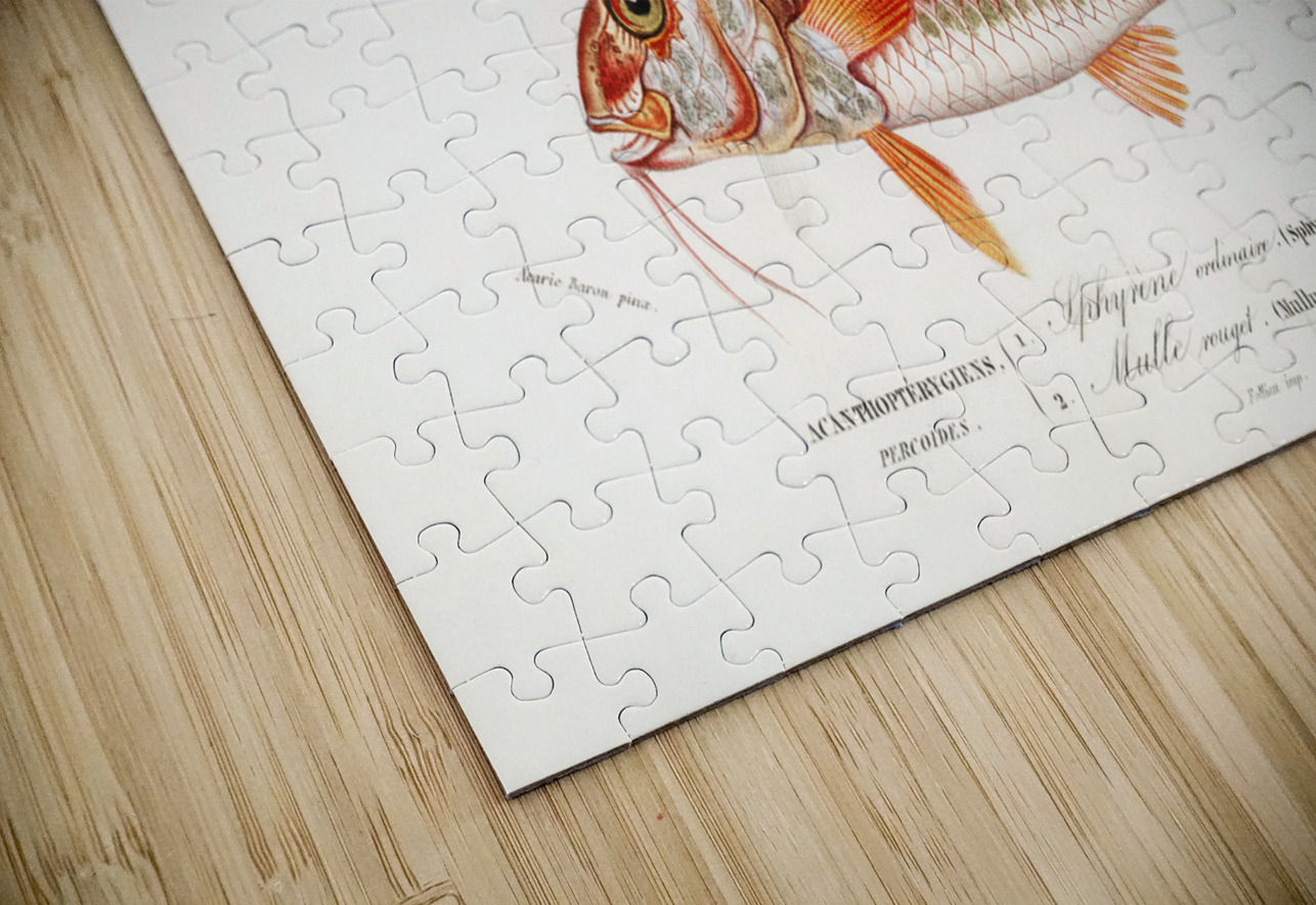 Different types of fishes IStockHistory com Puzzle