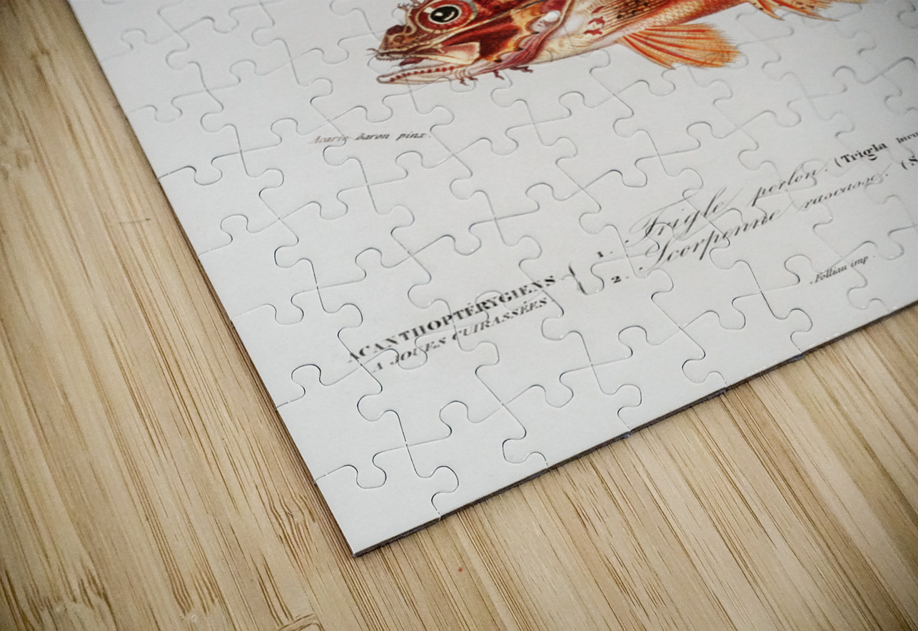 Different types of fishes IStockHistory com Puzzle