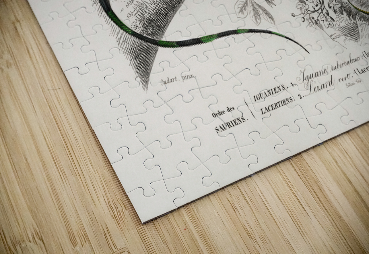 Different types of mollusks IStockHistory com Puzzle