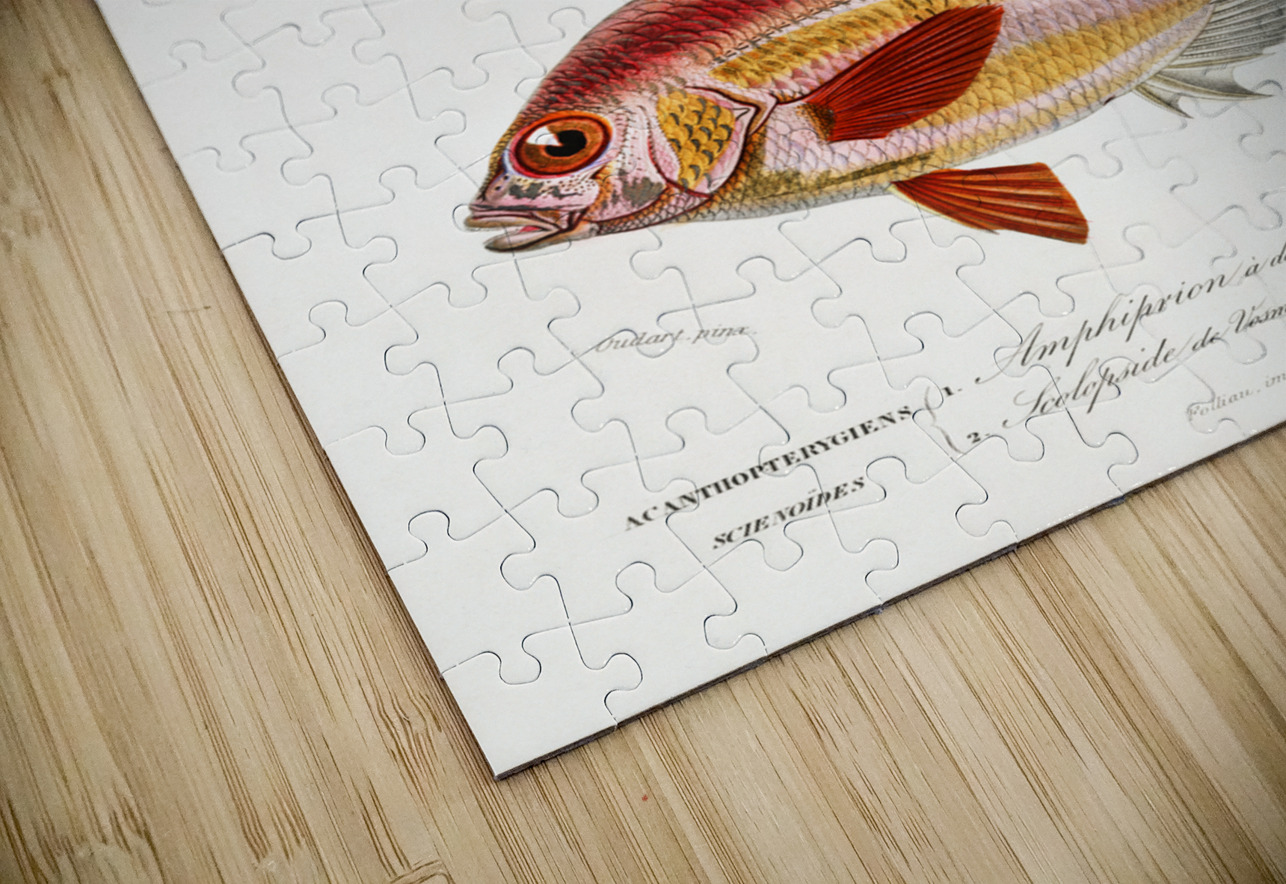 Different types of fishes IStockHistory com Puzzle