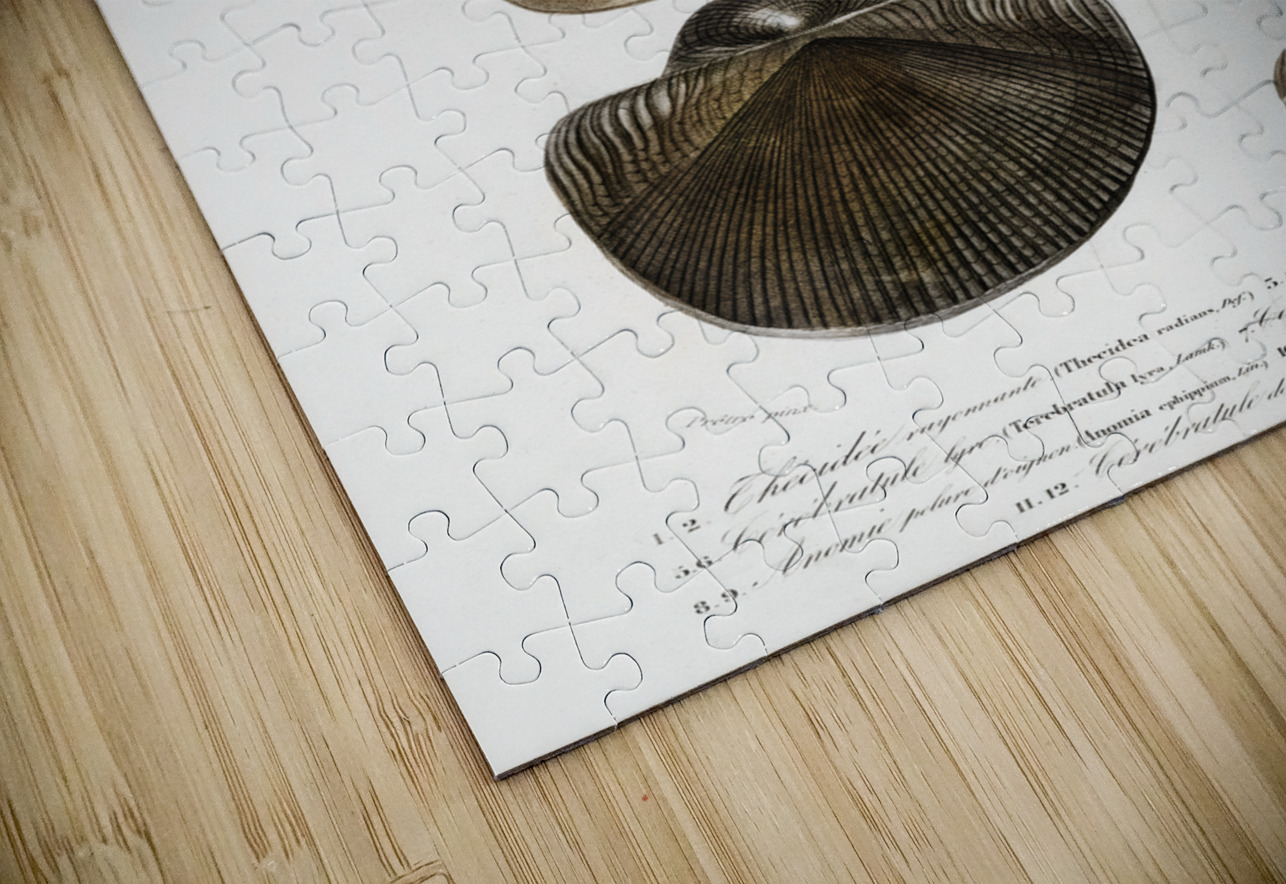 Different types of mollusks IStockHistory com Puzzle