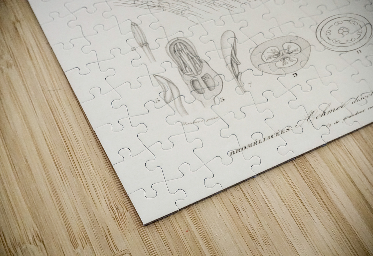 Bromeliad Aechmea discolor IStockHistory com Puzzle