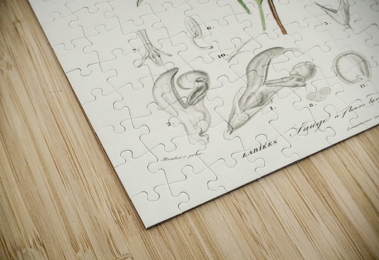 Collection of moths IStockHistory com Puzzle