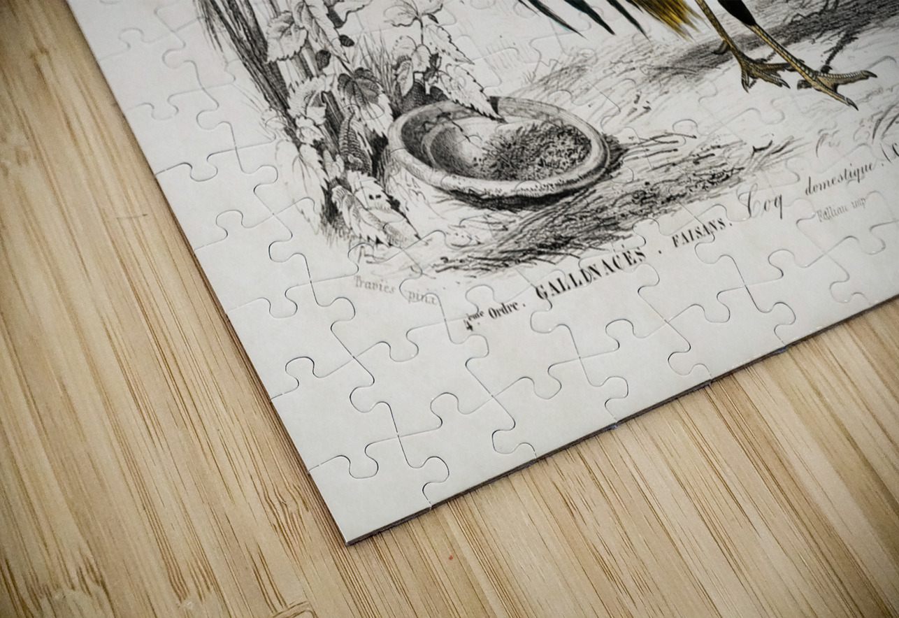 ictionnaire Universel D histoire Naturelle D Orbi 1694477606.4411 IStockHistory com Puzzle