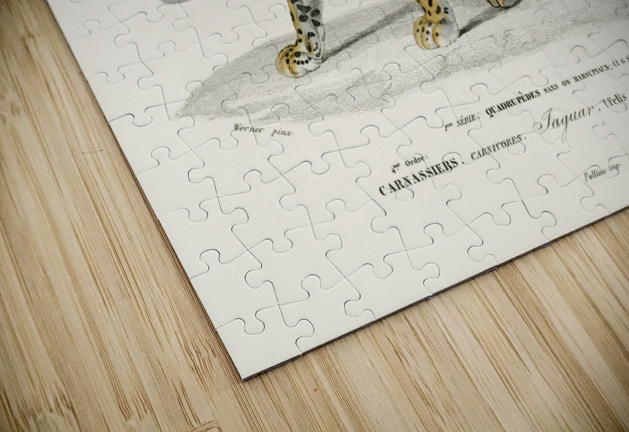 Jaguar Panthera Onca IStockHistory com Puzzle