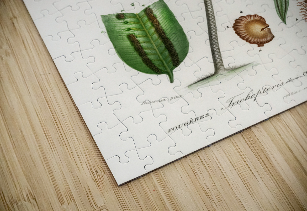 Trichipteris excelsa IStockHistory com Puzzle