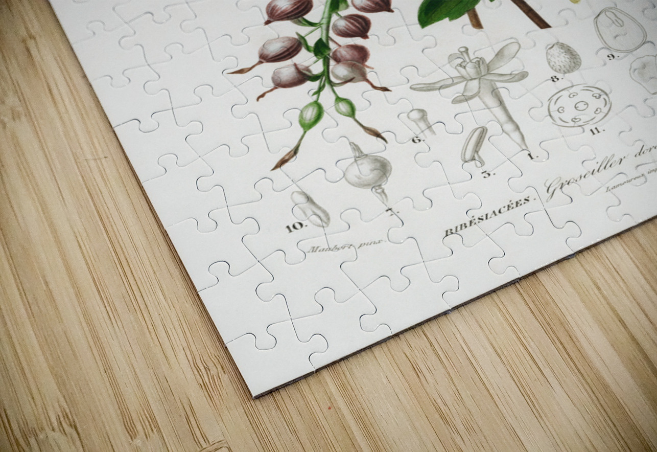 Hummingbird fuchsia Fuchsia gracilis IStockHistory com Puzzle