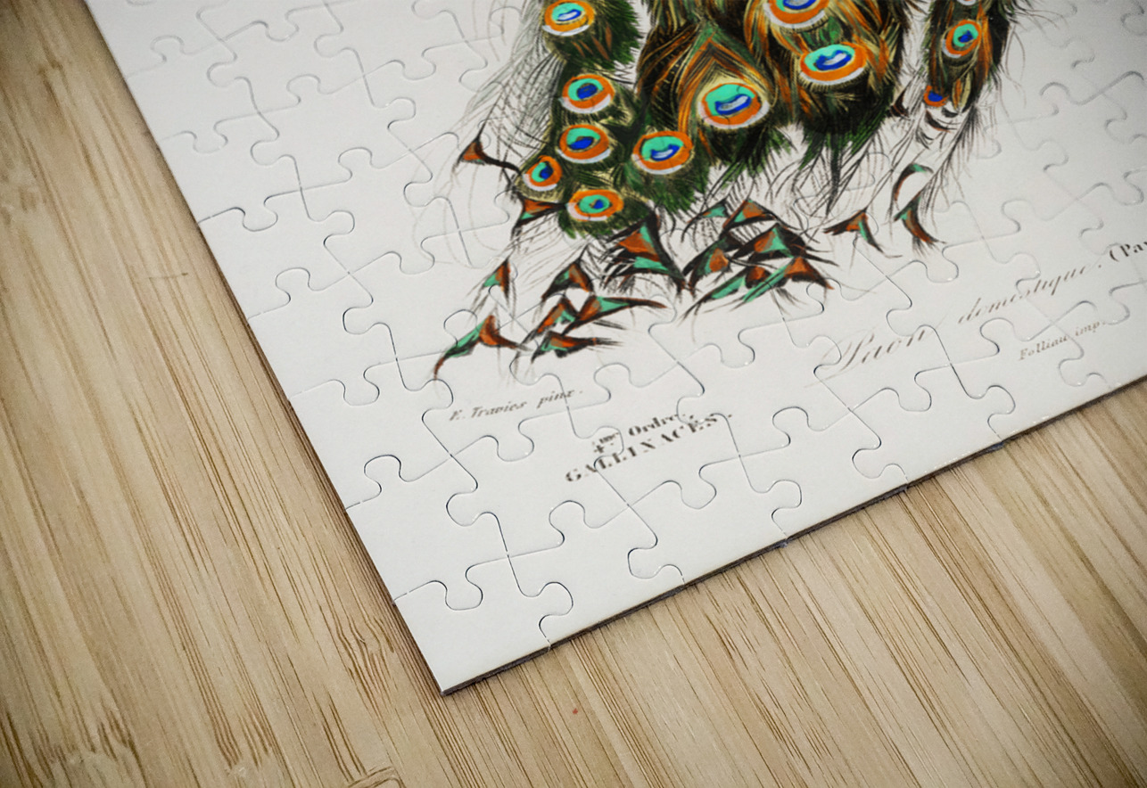 Indian peafowl bird IStockHistory com Puzzle