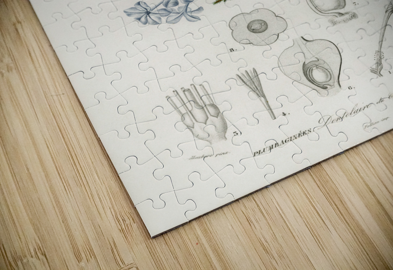 Plumbago Capensis IStockHistory com Puzzle