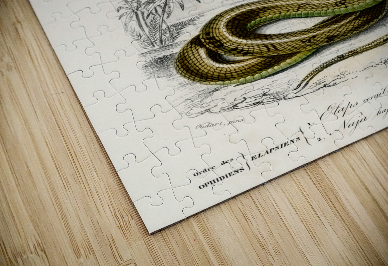 Coral Snake Elaps Corallinus and Egyptian Cobra Naja Hoje IStockHistory com Puzzle