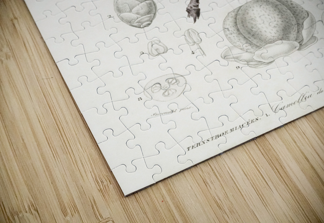 Eastern dobsonfly Corydalus cornutus IStockHistory com Puzzle