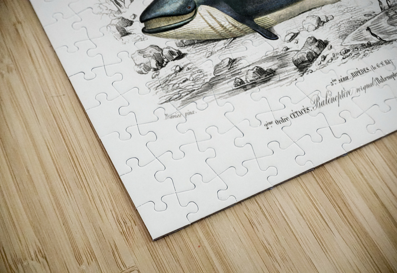 Balaenoptera rorqual IStockHistory com Puzzle