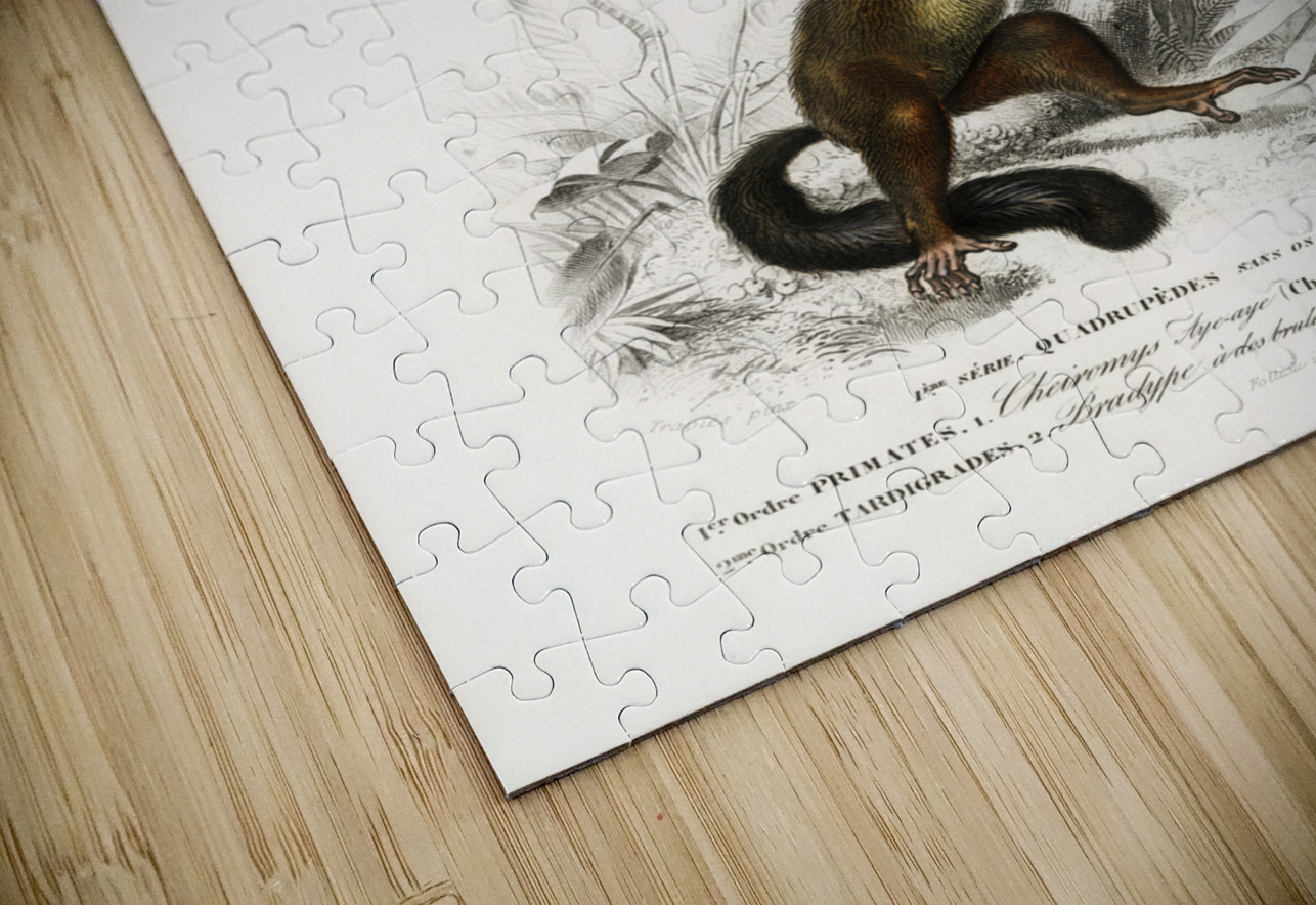 Three-toed Sloth Bradypus ustus and Aye-aye Cheiromys madagascariensis IStockHistory com Puzzle