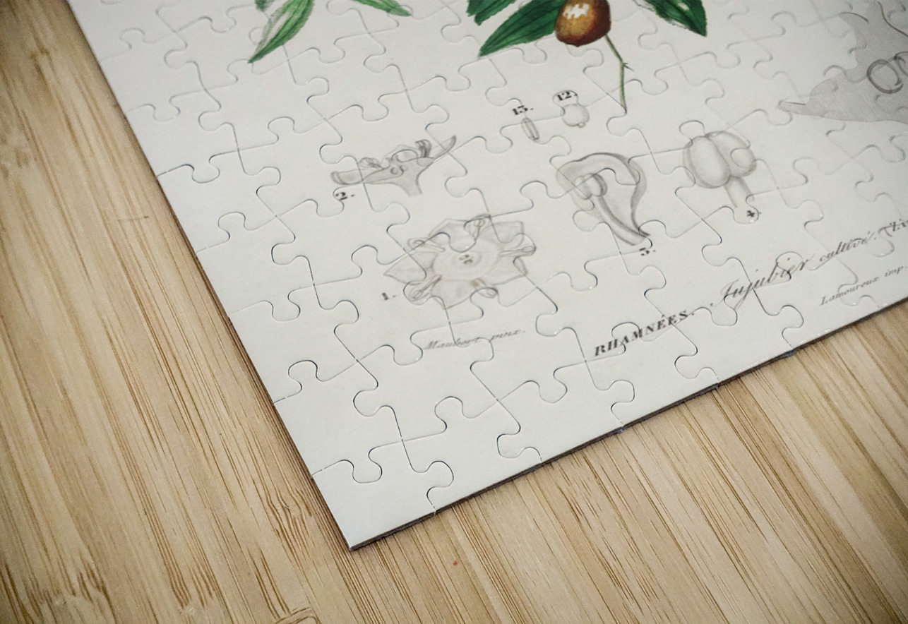 Jujube red date Ziziphus vulgaris IStockHistory com Puzzle