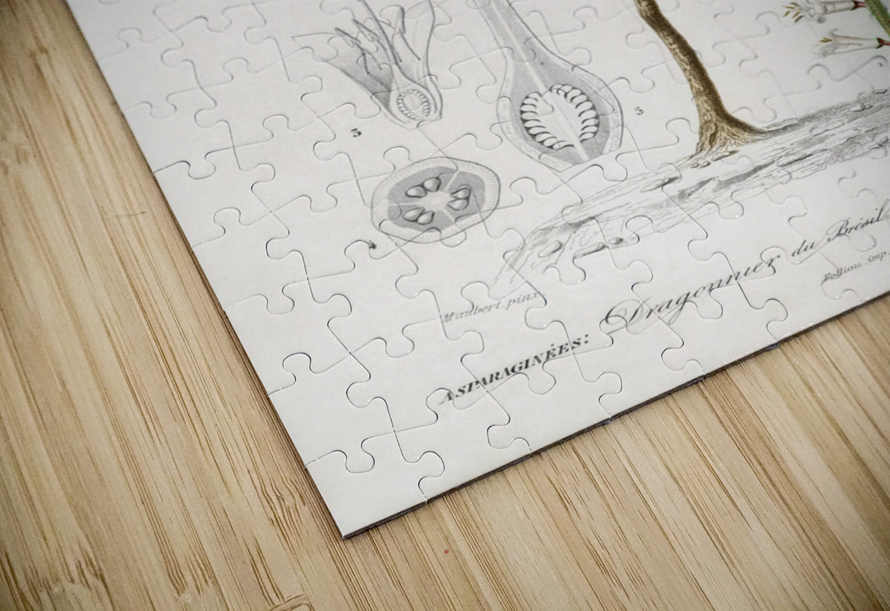 Dracaena brasiliensis IStockHistory com Puzzle