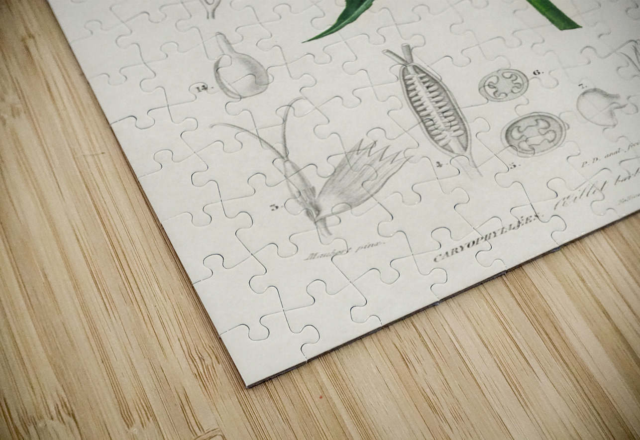 Brazilian gloxinia or Florist gloxinia Gloxinia caulescente IStockHistory com Puzzle