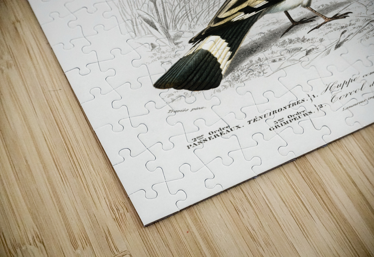 Different types of birds IStockHistory com Puzzle