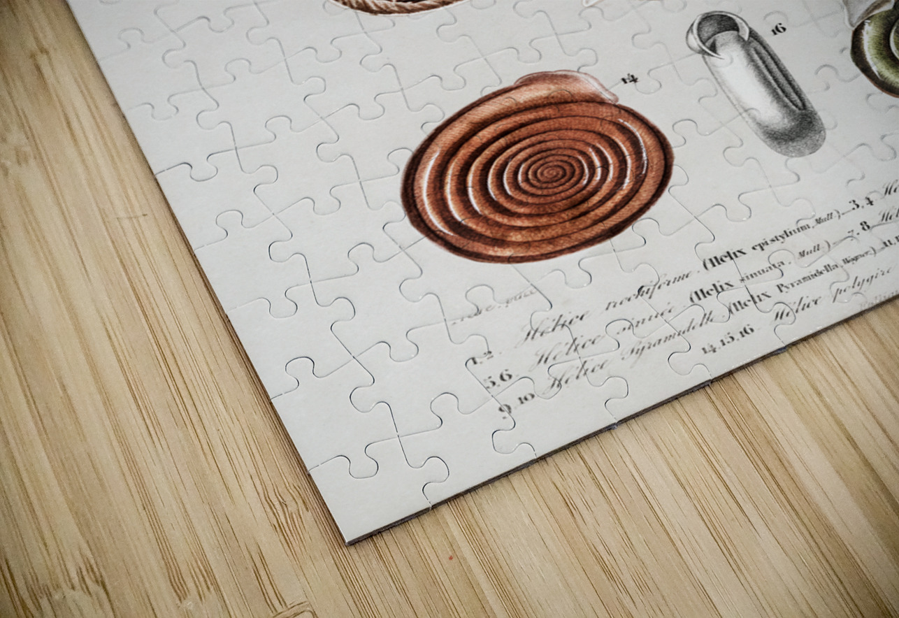 Different types of mollusks IStockHistory com Puzzle